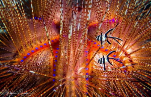 Juvenile Banggai Cardinal Fish Sheltering in Fire Urchin/... by Laurie Slawson 